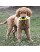 Kong Airdog Squeaker Dumbbel Small - Играчки за кучета