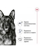 Royal Canin Maxi Adult -пастет в консерва 410г - Консервирани храни