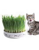 Керамична купа с котешка трева - Лакомства