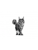 Royal Canin VHN Feline Skin & Coat - Грижа за кожата и козината